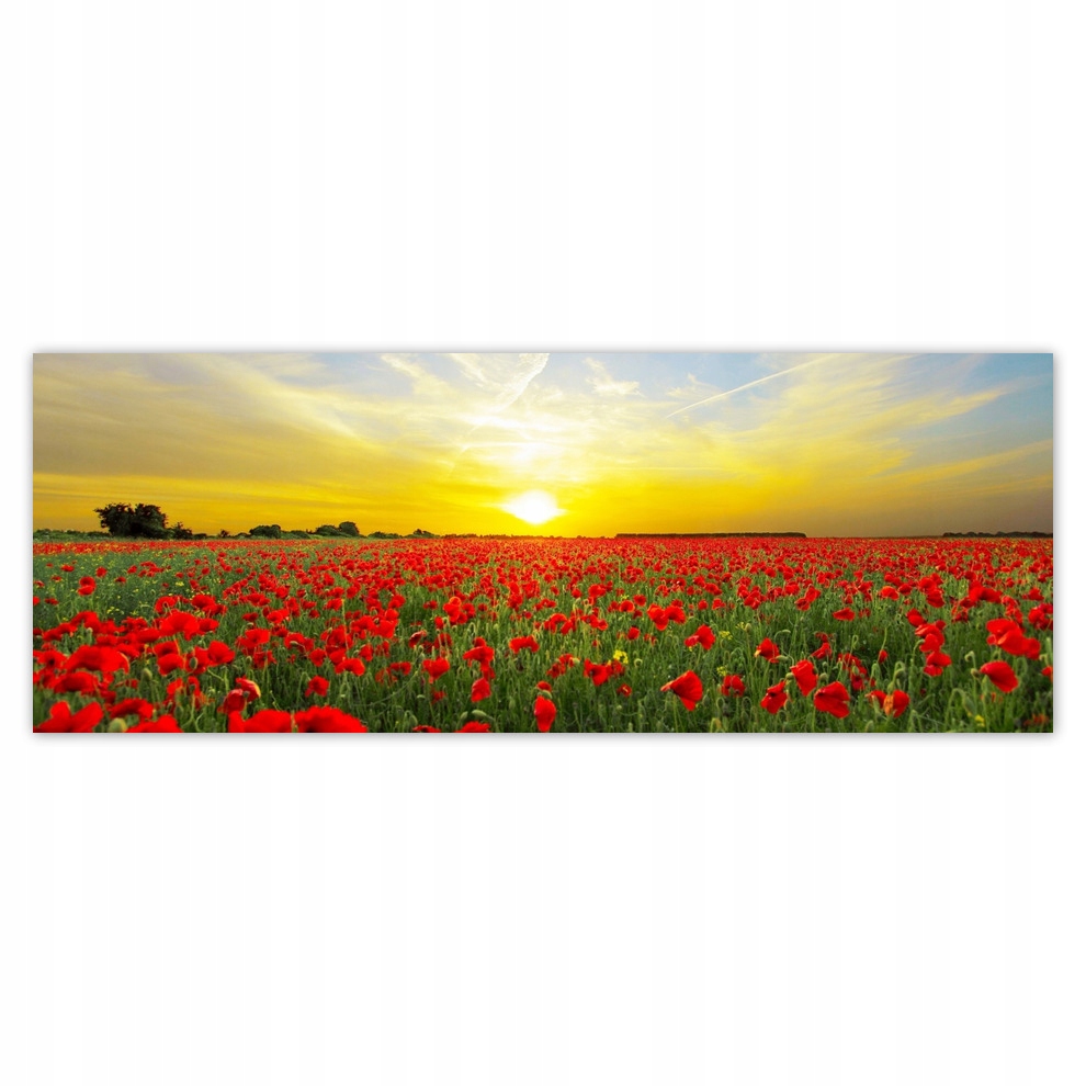 

Fototapety flizelina 250x93 Pole maków o zachodzie
