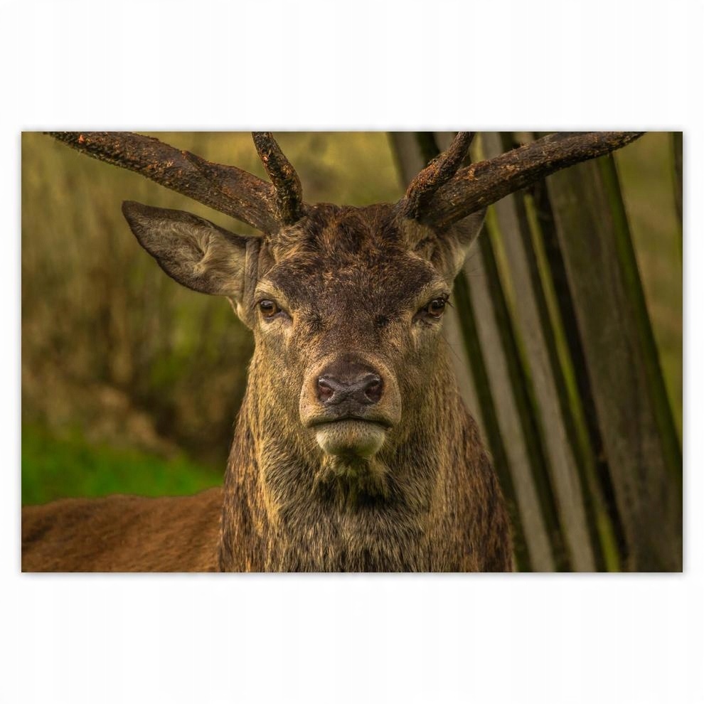 

Plakat 93x62 Jeleń Spojrzenie