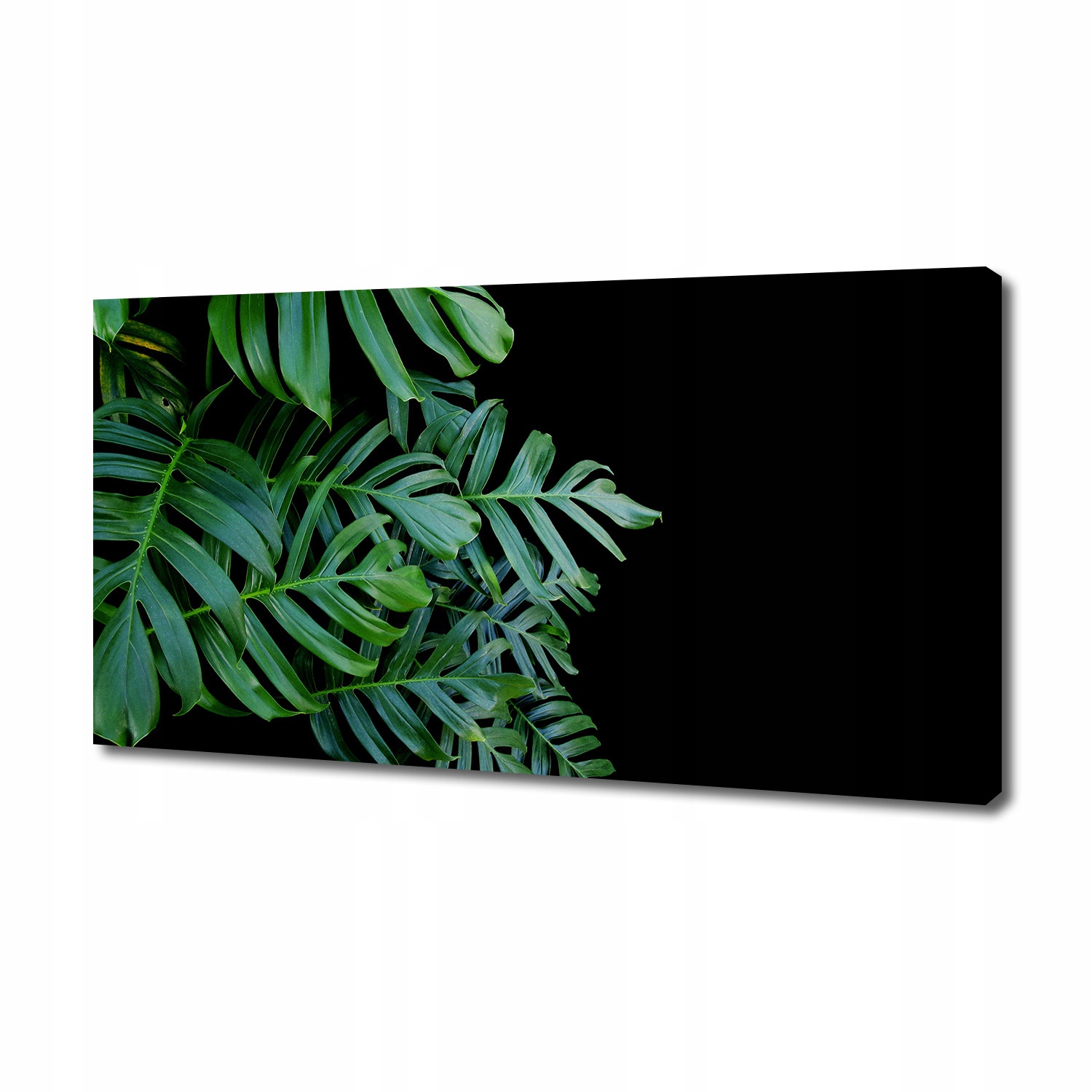 

Foto obraz canvas na ścianę Monstera 140x70 cm