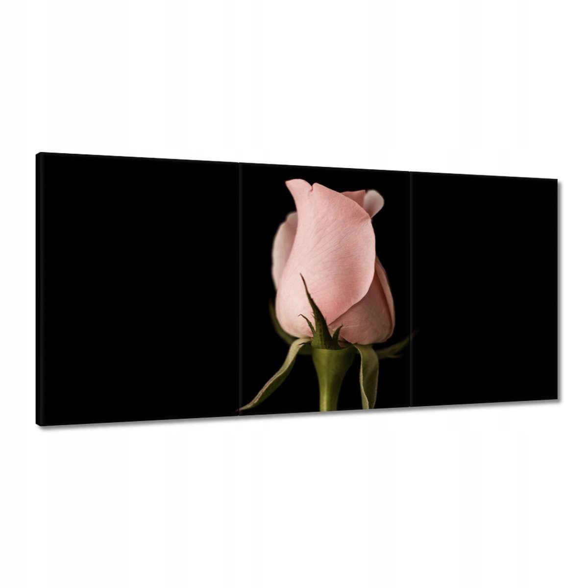 Obrazy 180x90 Pudrovo-ružová ruža Kvet