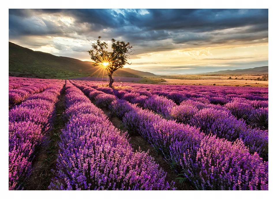 

Fototapeta 3D lawenda kwiaty 368x254 F00341