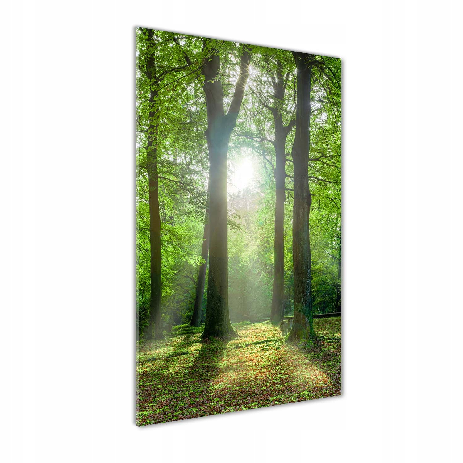 

Foto obraz akryl do salonu Słońce w lesie 60x120cm