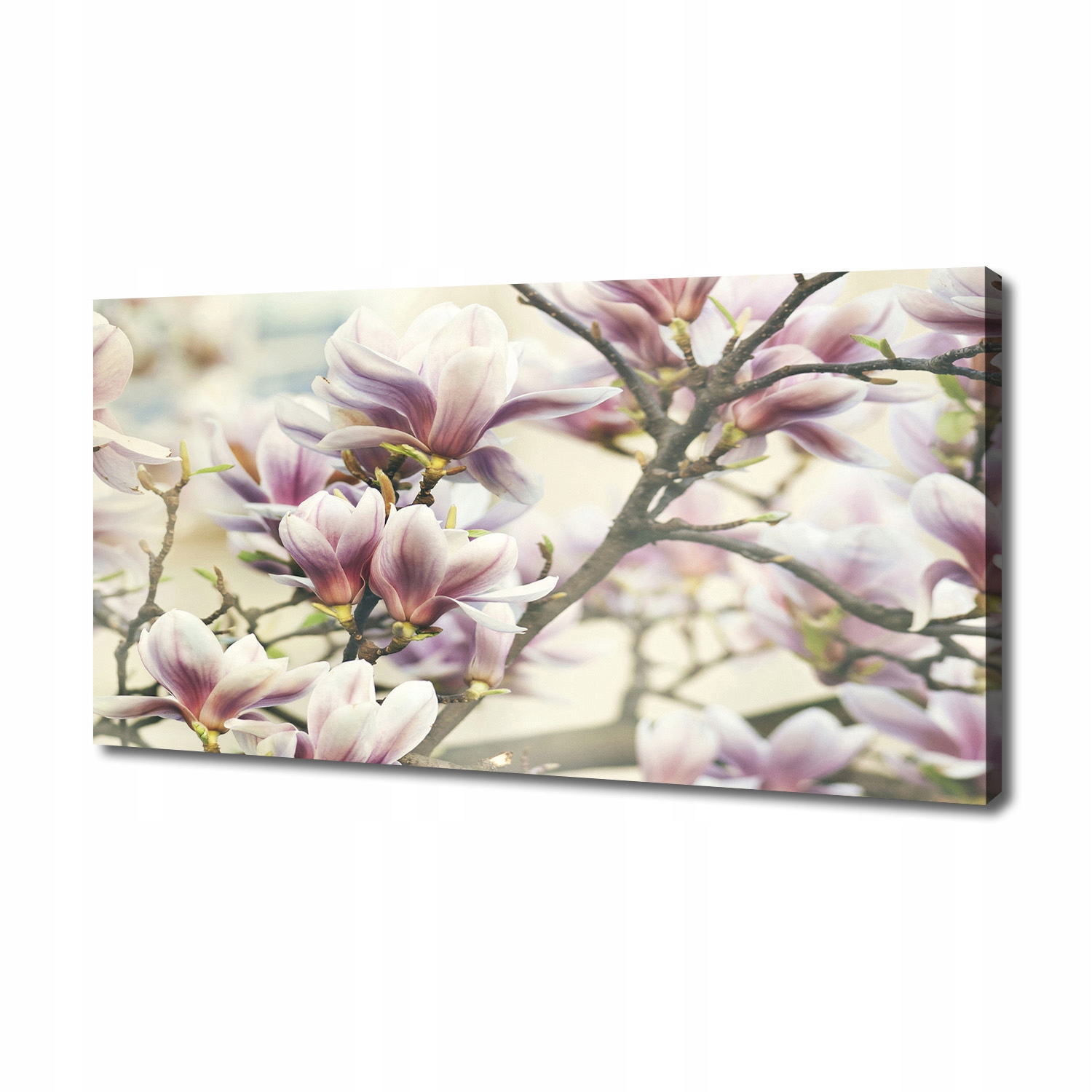 

Foto obraz canvas na ścianę Magnolia 140x70 cm