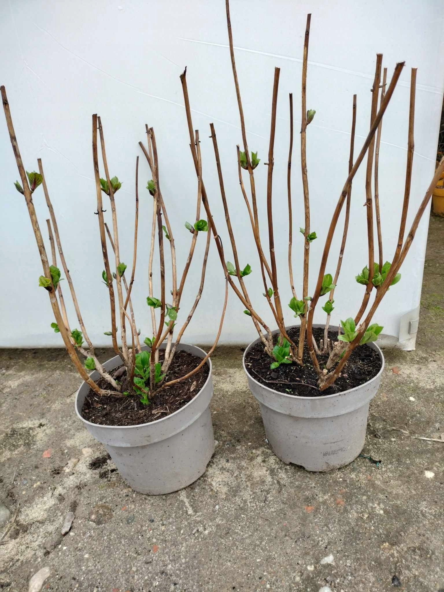 Hortensja ogrodowa Bella- Hydrangea macrophylla- sadzonka XXL donica 5l Roślina w postaci sadzonka w pojemniku 3-5l