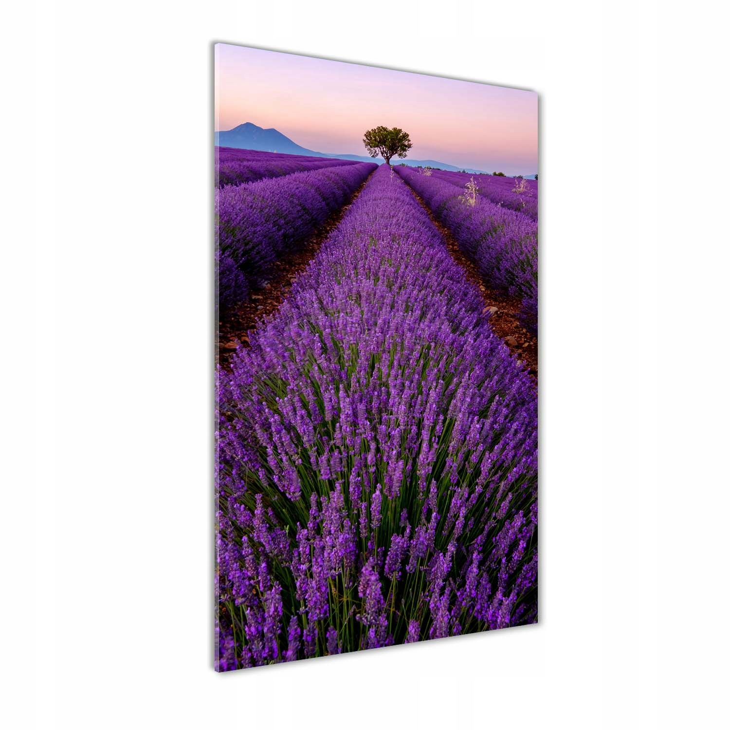 

Foto obraz szkło hartowane Pole lawendy 60x120 cm