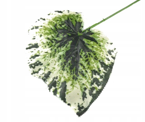 Liść BEGONIA green/white LIŚCIE