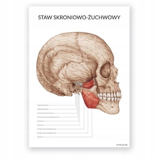 Plansza anatomiczna staw skroniowo-żuchwowy