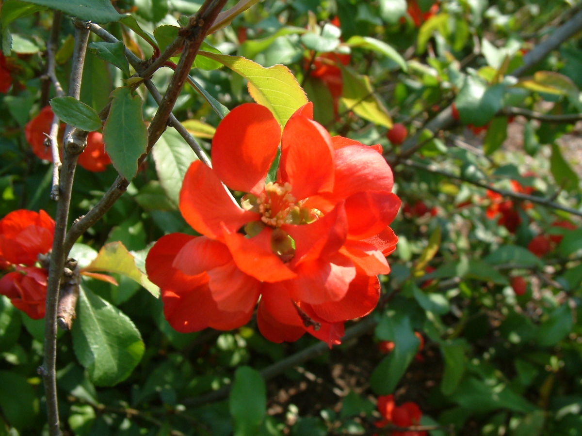 PIGWOWIEC JAPOŃSKI - POLSKIE CYTRYNY - CHAENOMELES JAPONICA