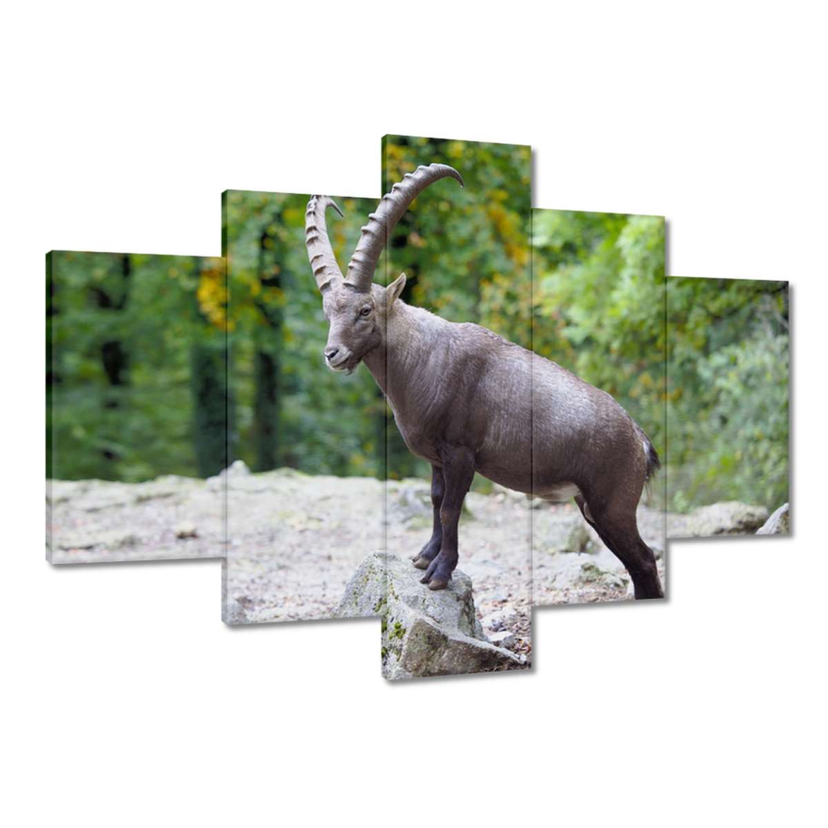 Obrazy 150x105 Kozoroh alpský Rohy