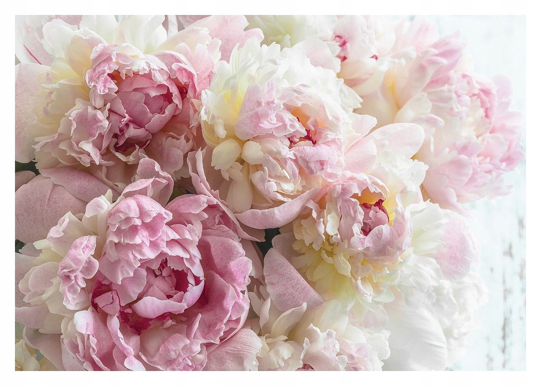 Vliesová fototapeta Pivoňky Květinový dekor do ložnice 312x219 lepidlo