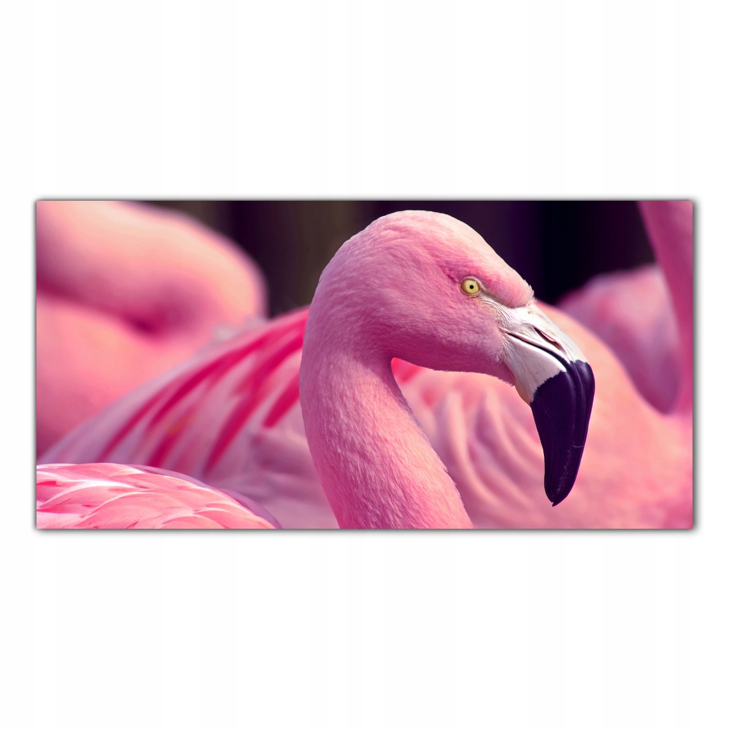 

Obraz na szkle Foto Flaming Ptak Zwierzę 140x70