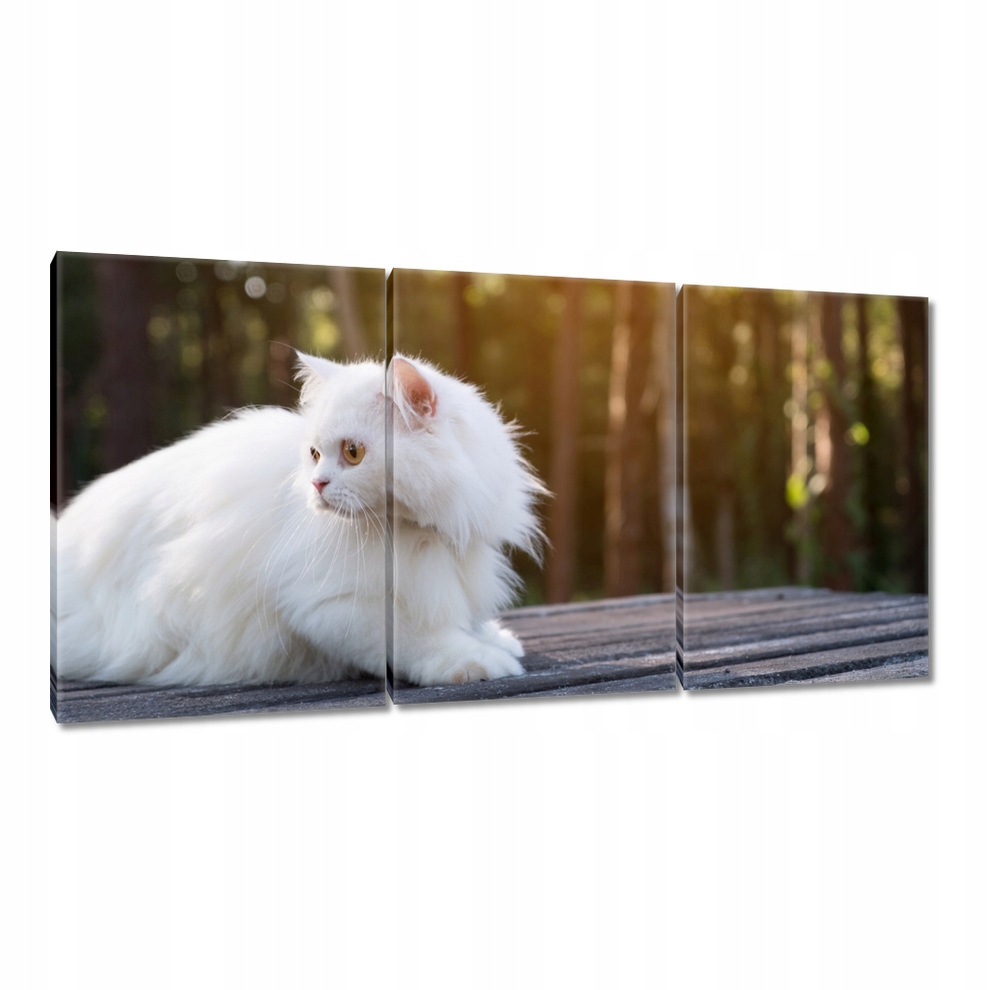 

Obrazy 120x60 Kot Kotki Koty Kicia