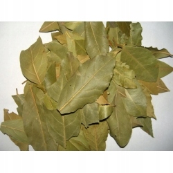 Levně Vavřín ušlechtilý vavřínový strom plod 1 kg Rafex