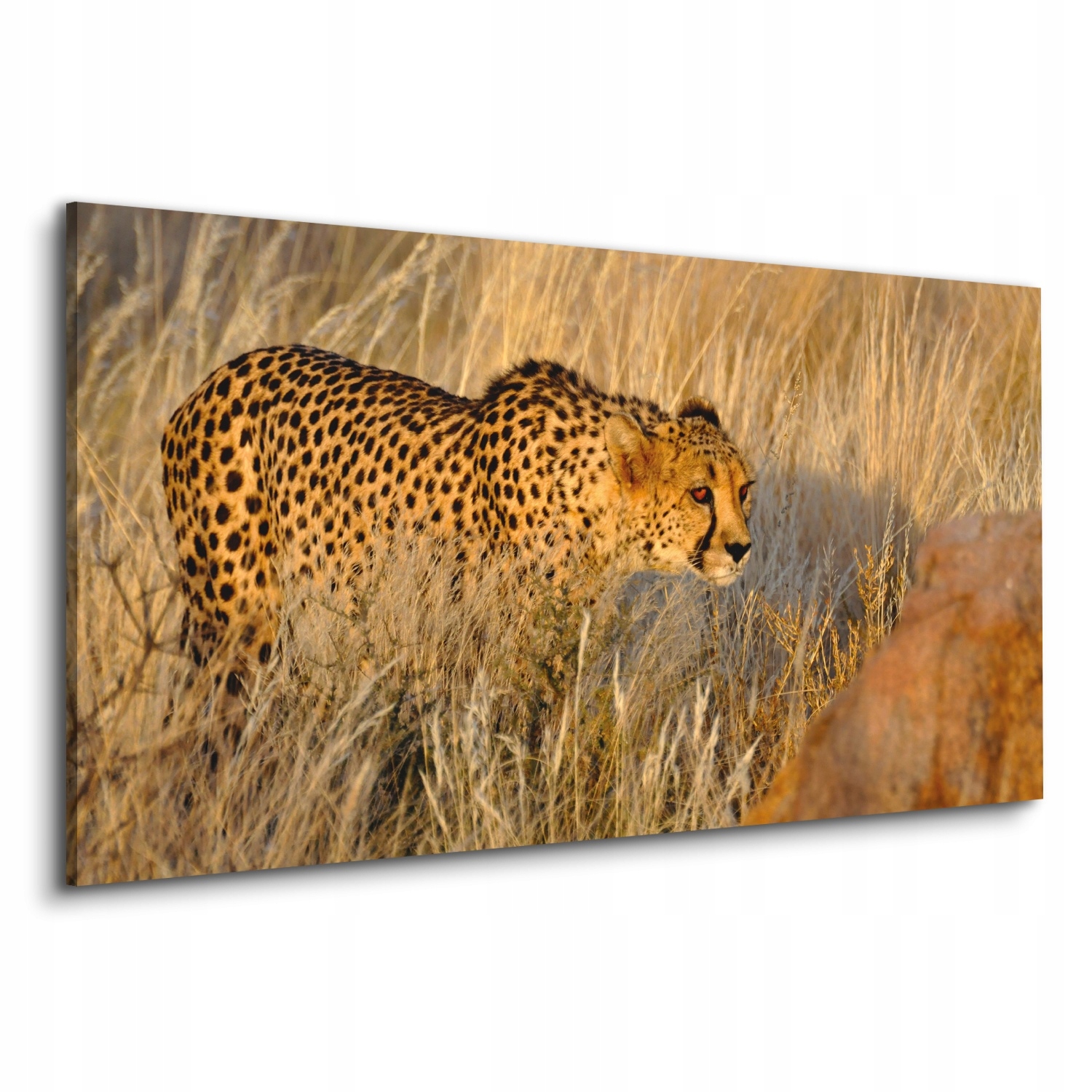 Obraz na plátně dekorace 120x60 Gepard savana