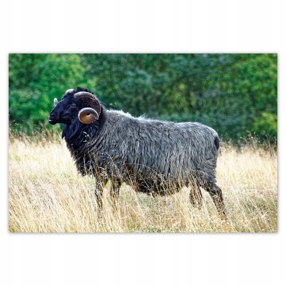 

Plakaty 60x40 Baran na hali w górach