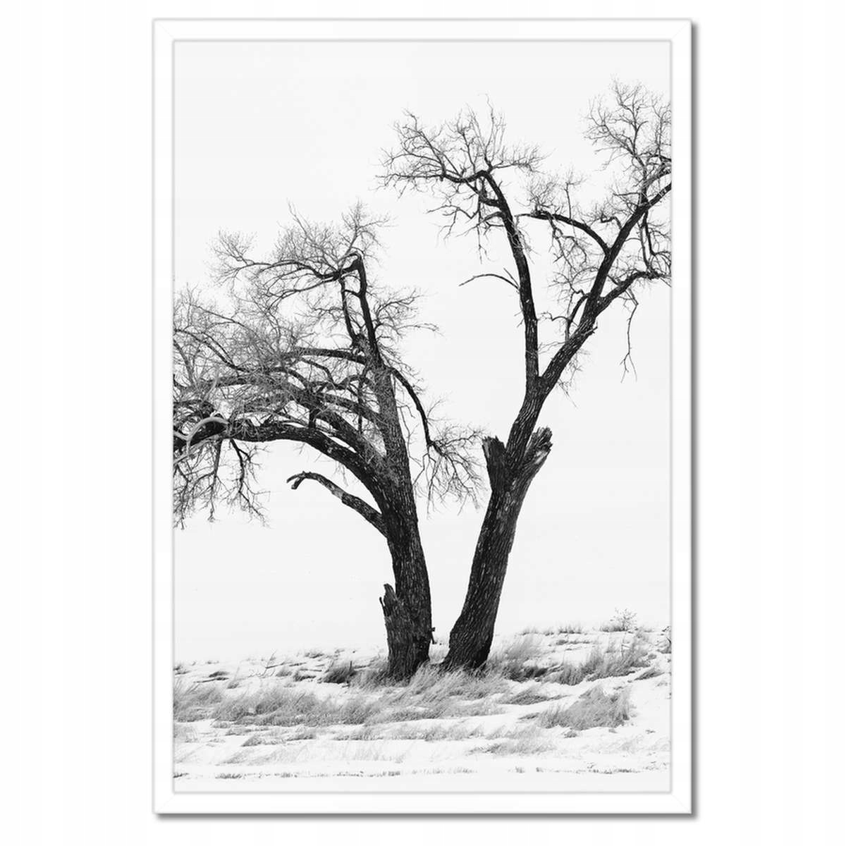 Plakáty v rámu 40x60 Osamělý strom