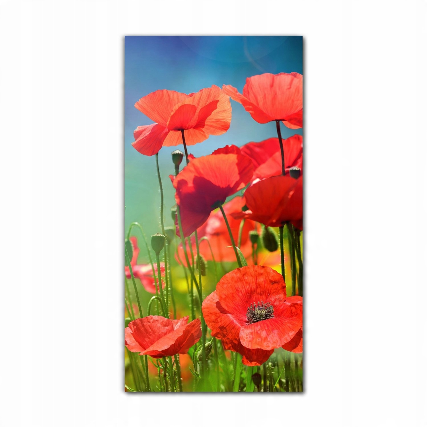 

Foto-obraz ścienny grafika 70x140 Łąka maki kwiaty