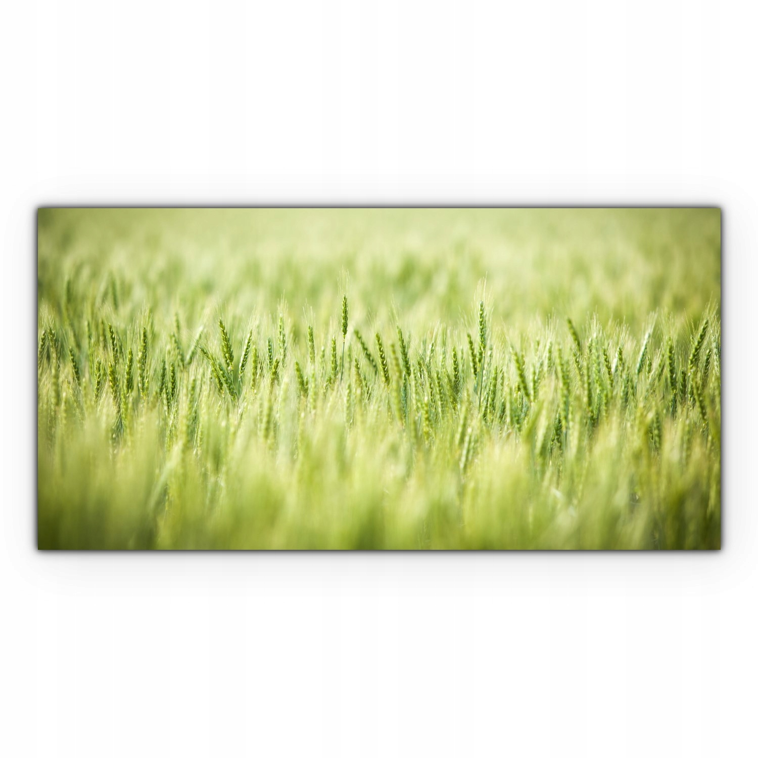 

foto-obraz na płótnie 120x60 Pole Pszenicy Wiosna