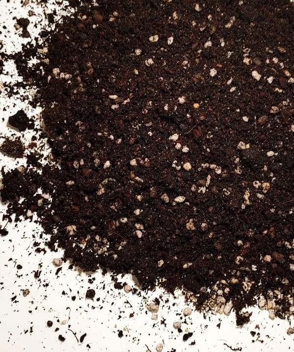 

Podłoże do Bluszczy Hedery