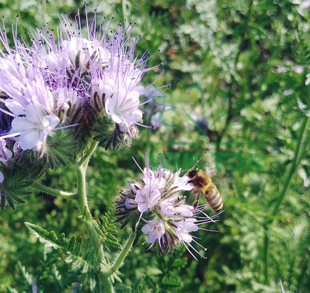 Facelia Błękitna Stala 5kg C1 nawóz zielony