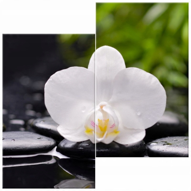 

Biała orchidea 60x60 Foto-obraz Na Płótnie