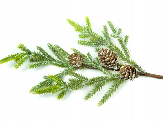 

Gałązka 24 cm Świerk szyski stroik sosna świerkowa