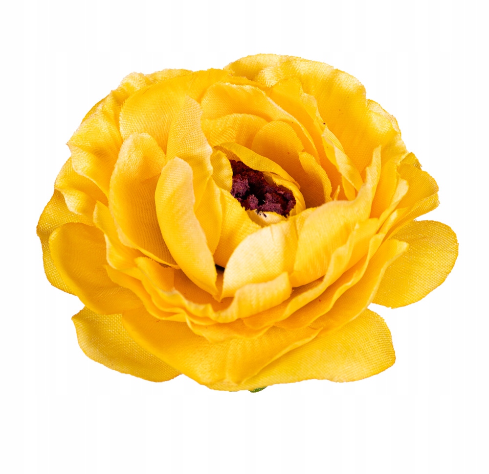 Kamelka główka żółta