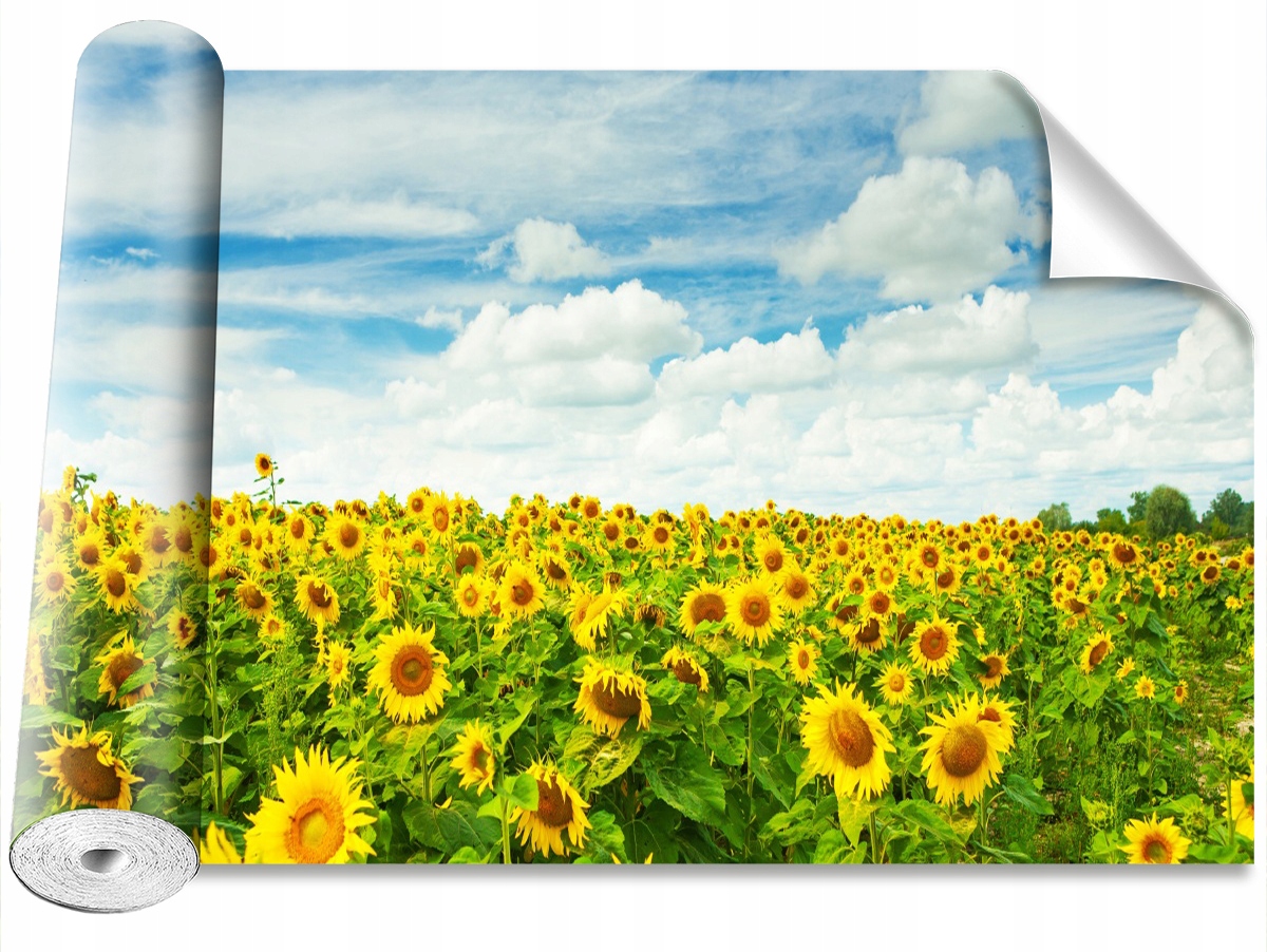 

Fototapeta Samoprzylepna Pole słoneczniki 416x254