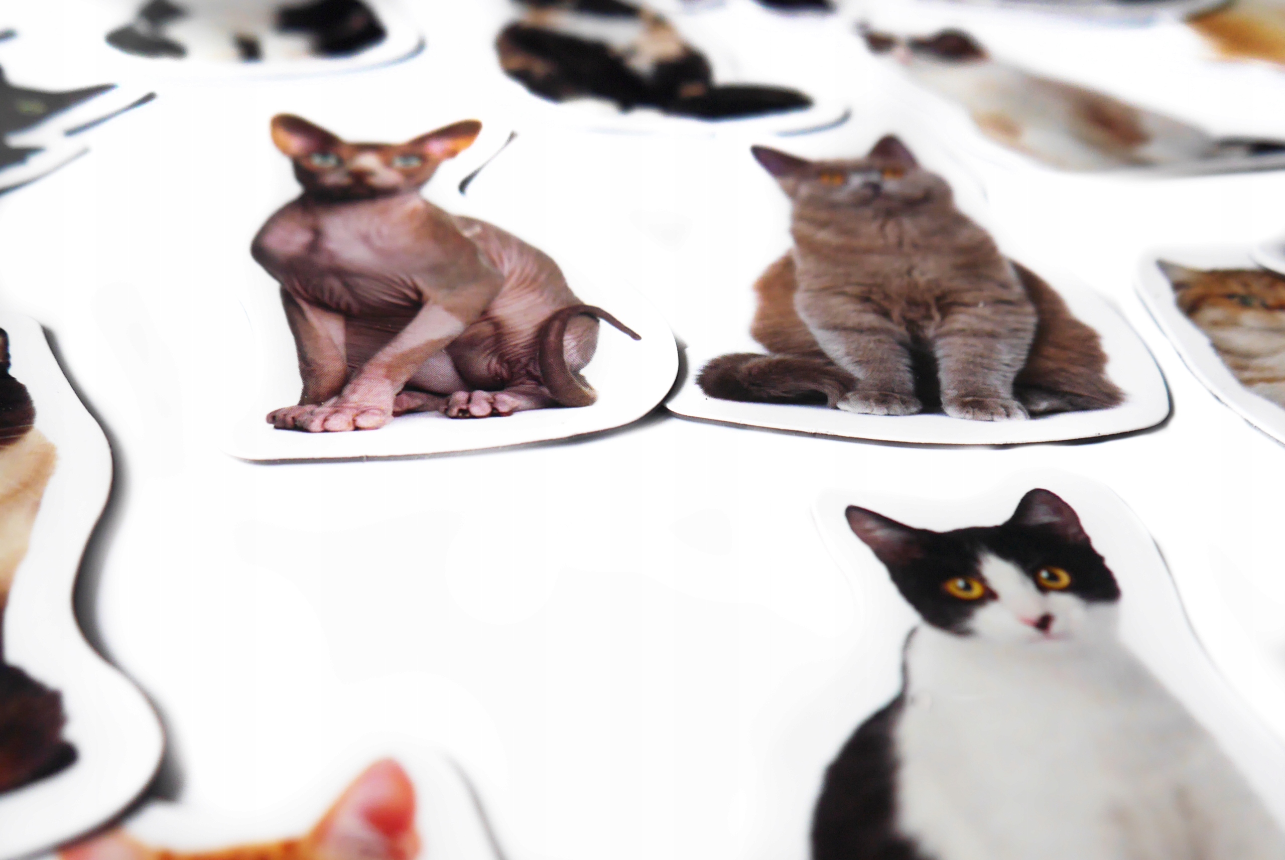 Magnesy na lodówkę poznaję RASY KOTÓW Marka Media Mag