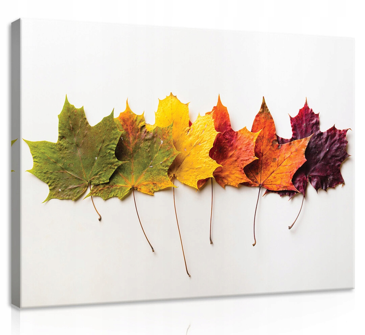 Obraz Na Plátně Canvas 100x75 Listy Javor Podzim