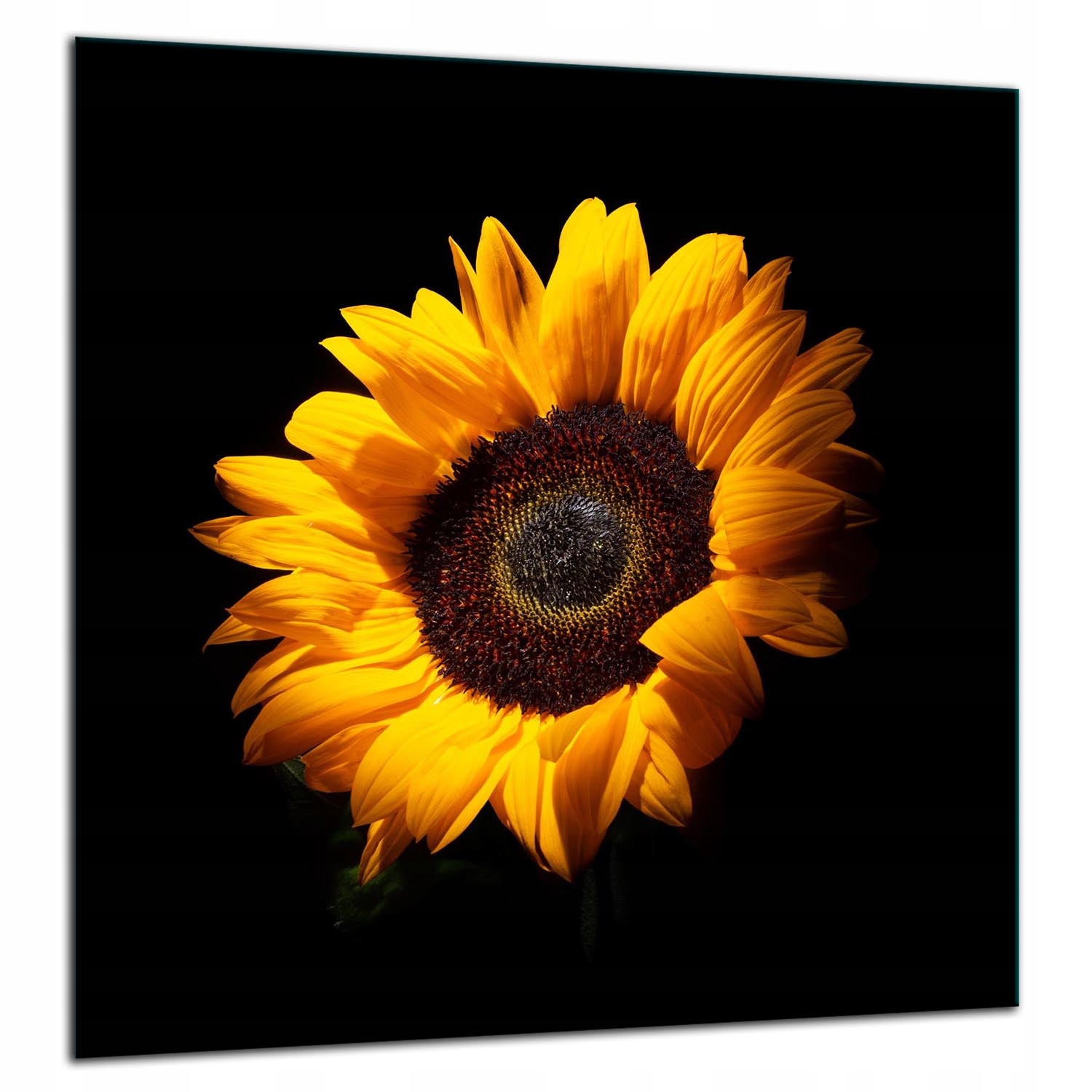 7v1 Skleněná Ochranná Deska Panel Lepidlo 60x65 Květina