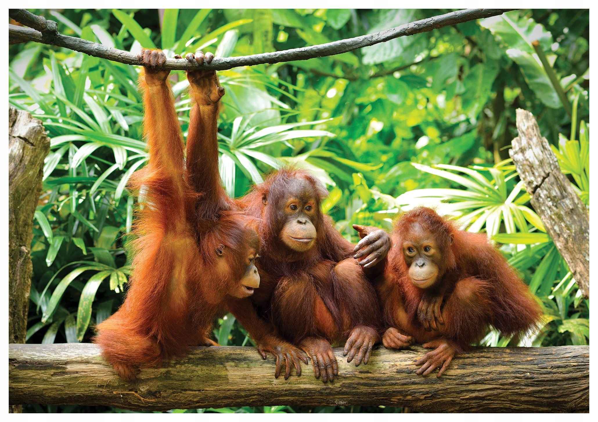 Vinylová fototapeta Orangutani v zeleni džungle 208x146 lepidlo