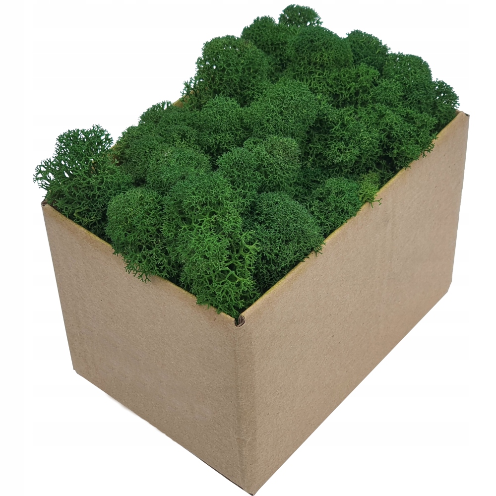 Mech Chrobotek PREMIUM Głęboka Ciemna Zieleń 100g Kolor zielony