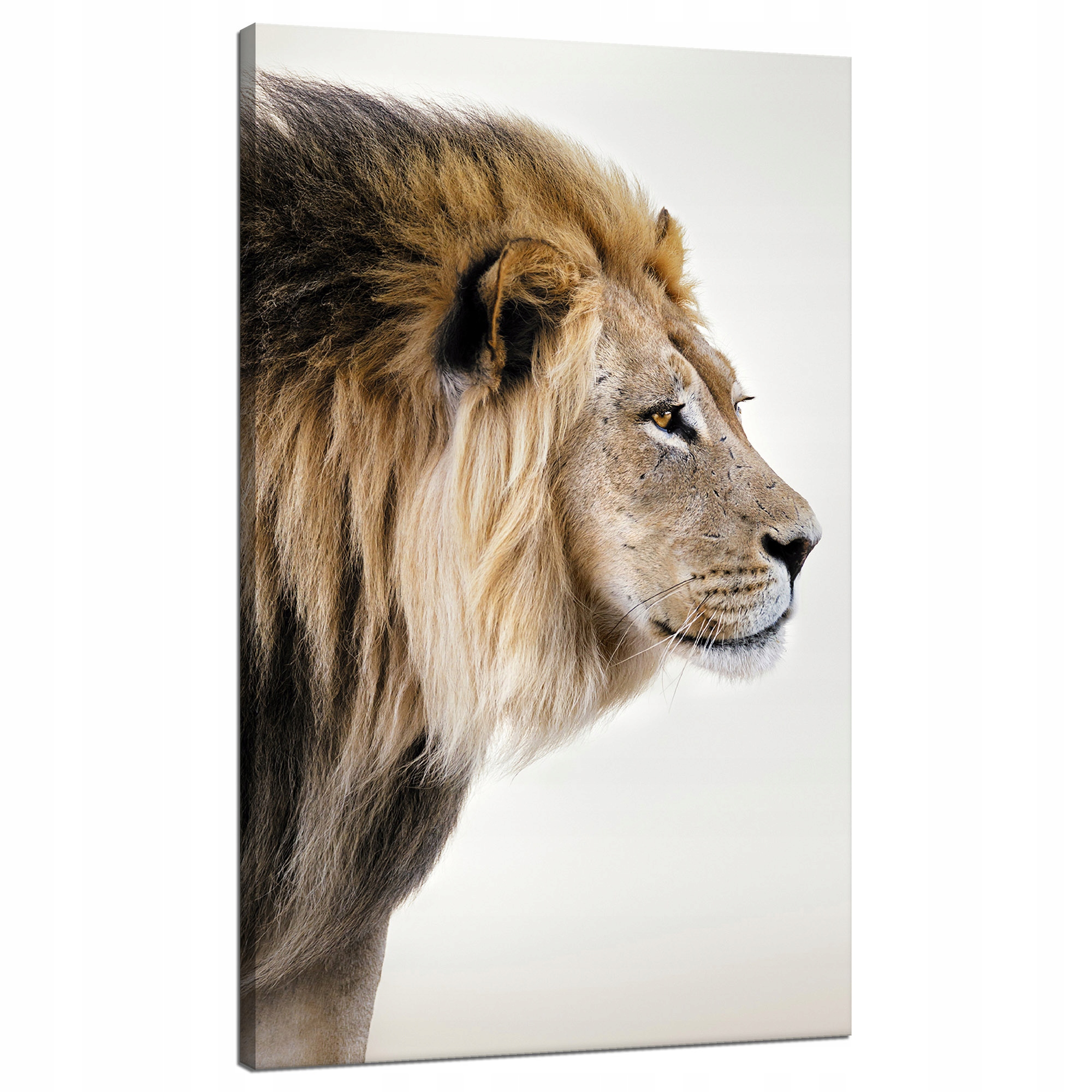 Obraz na plátně Zahleděný Lev Příroda Tvář 70x120 cm