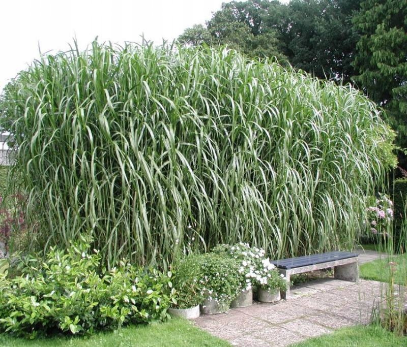 Sadzonka Biała trawa MISKANT OLBRZYMI gigant gigantus Giganteus Ozdobna P9