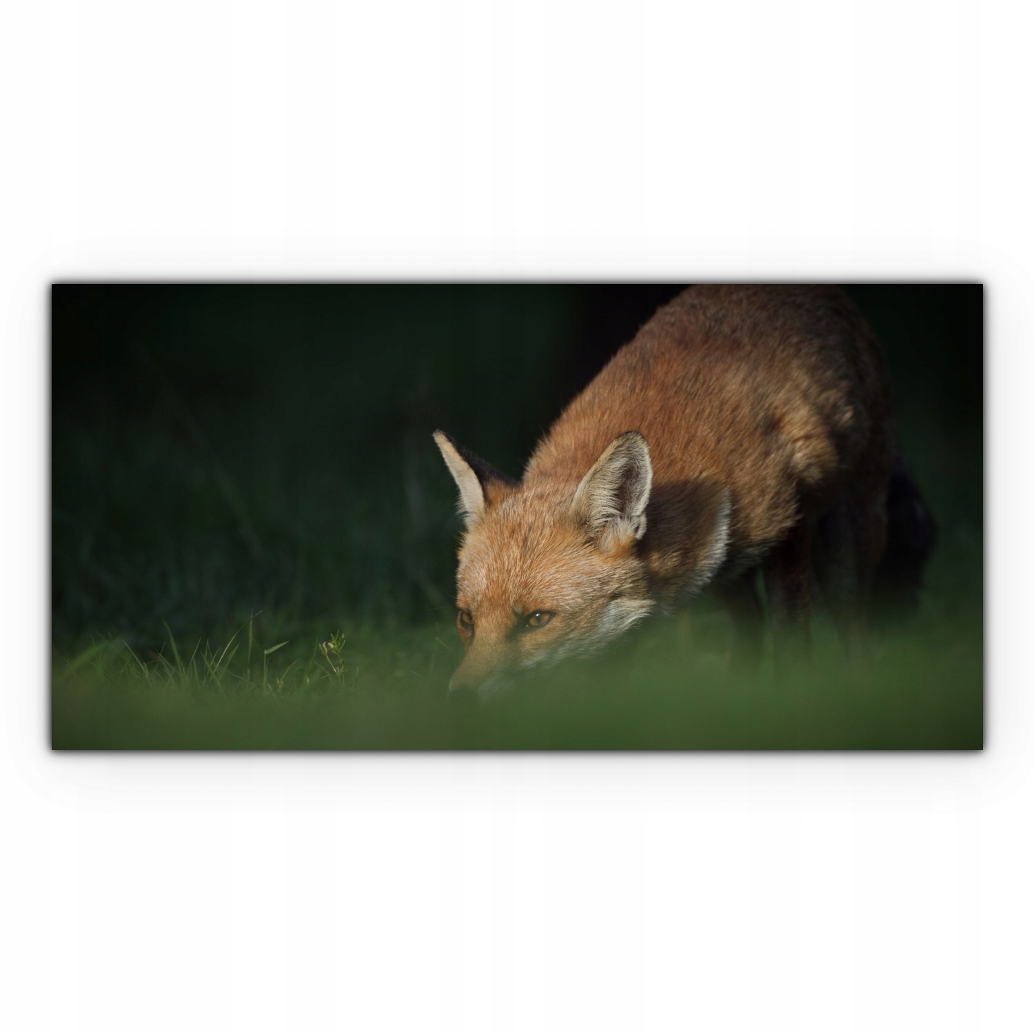 

Obraz płótno canvas 120x60 Lis Zwierzę Las Natura