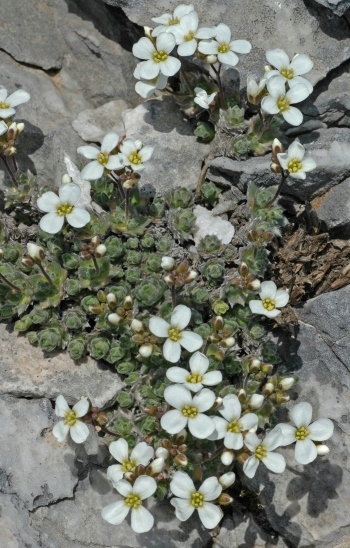 Gęsiówka - Arabis bryoides