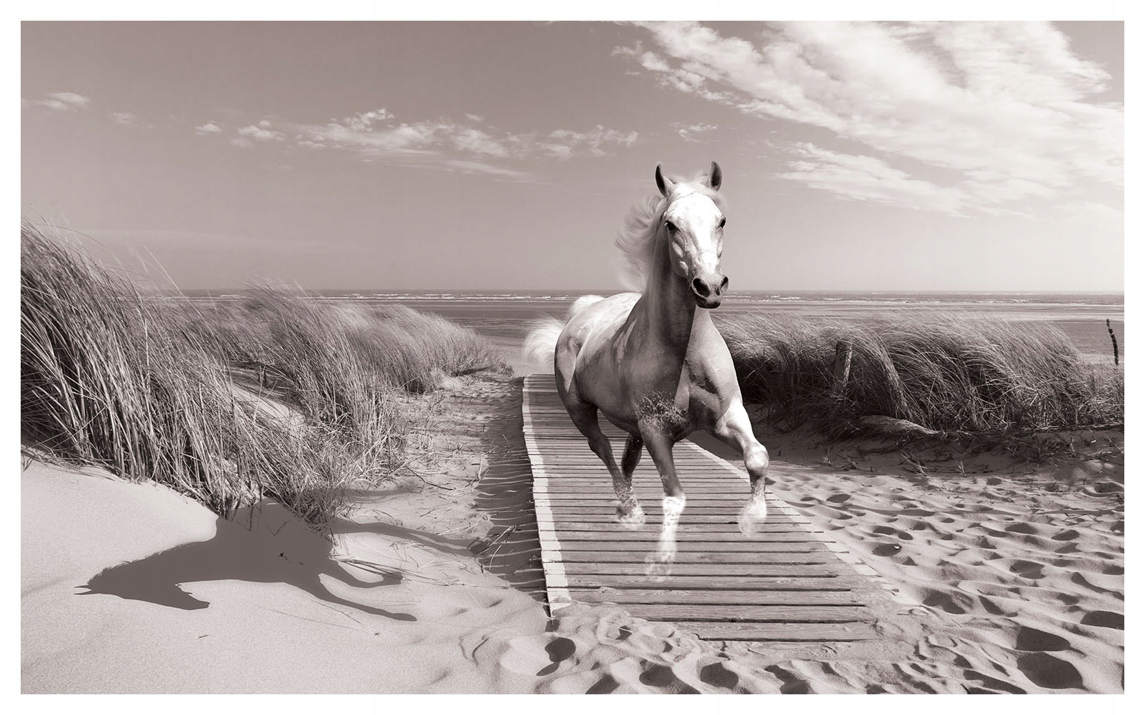 Fototapeta Biely kôň na pláži monochromatická krajina 368x254 lepidlo