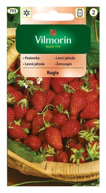 Poziomka Rugia 0,2g nasiona owoców VILMORIN