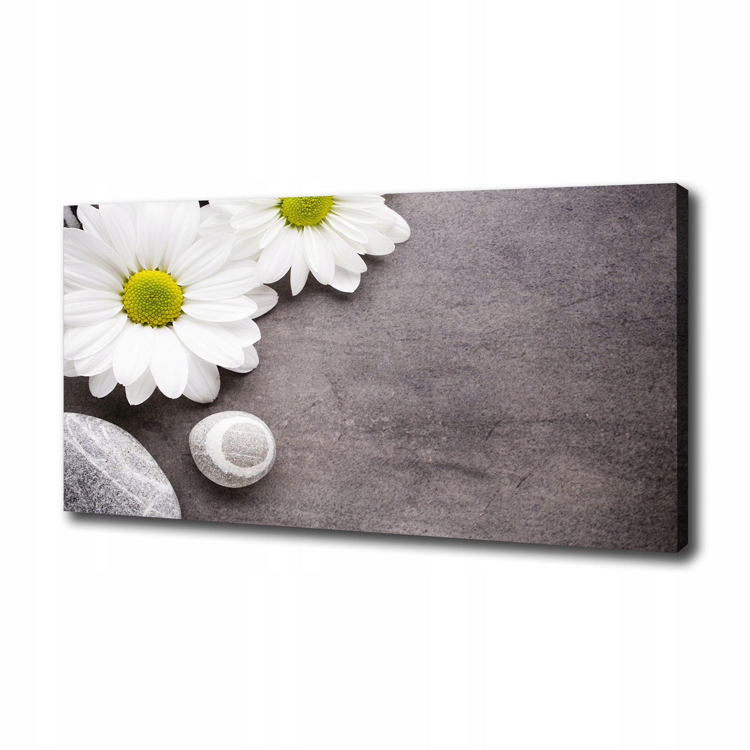 

Foto obraz canvas na ścianę Gerbera 100x50 cm