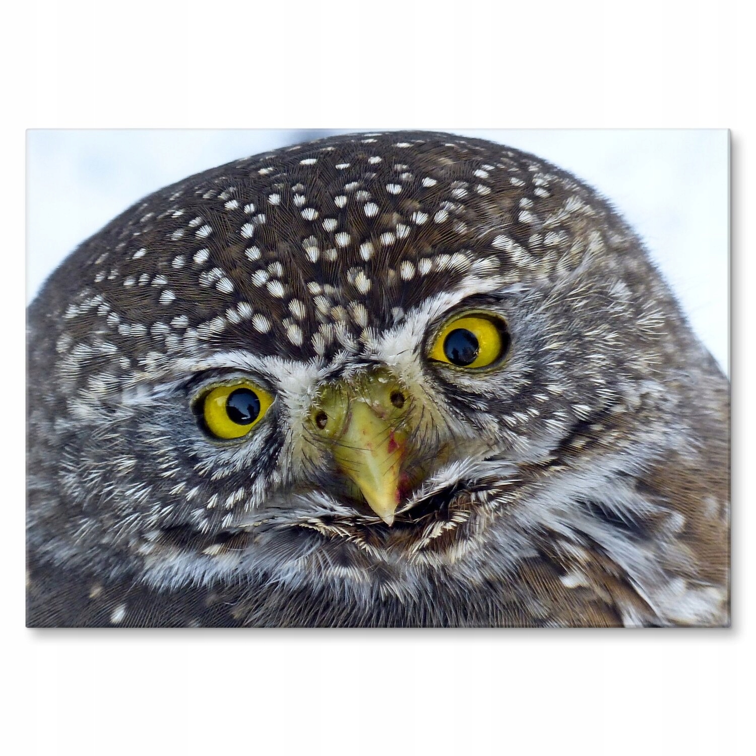 Kovový plakát Big owl Dárek 22 x 31 cm