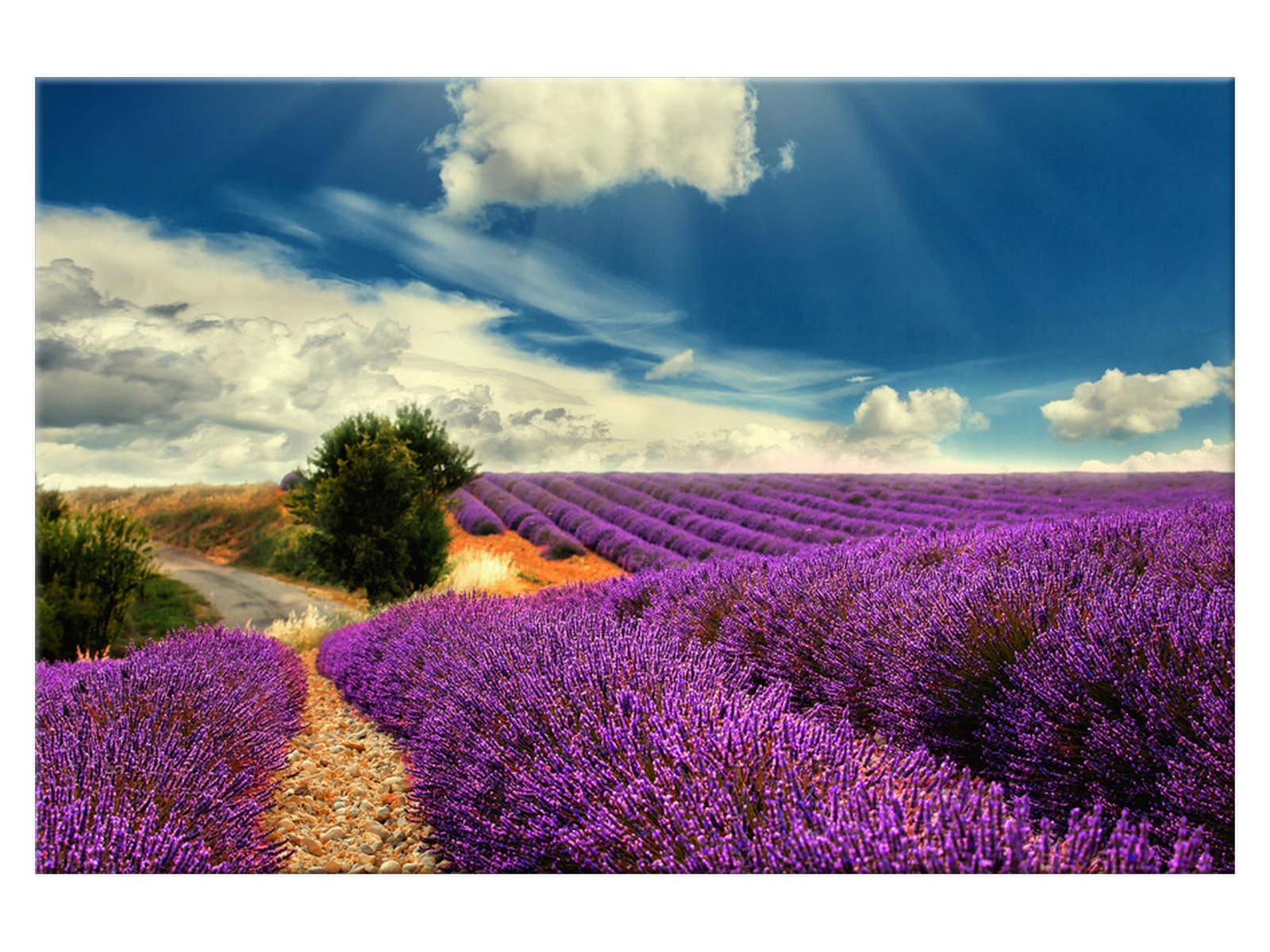 

Obraz Lawendowy krajobraz 90x60 Lawenda Niebo