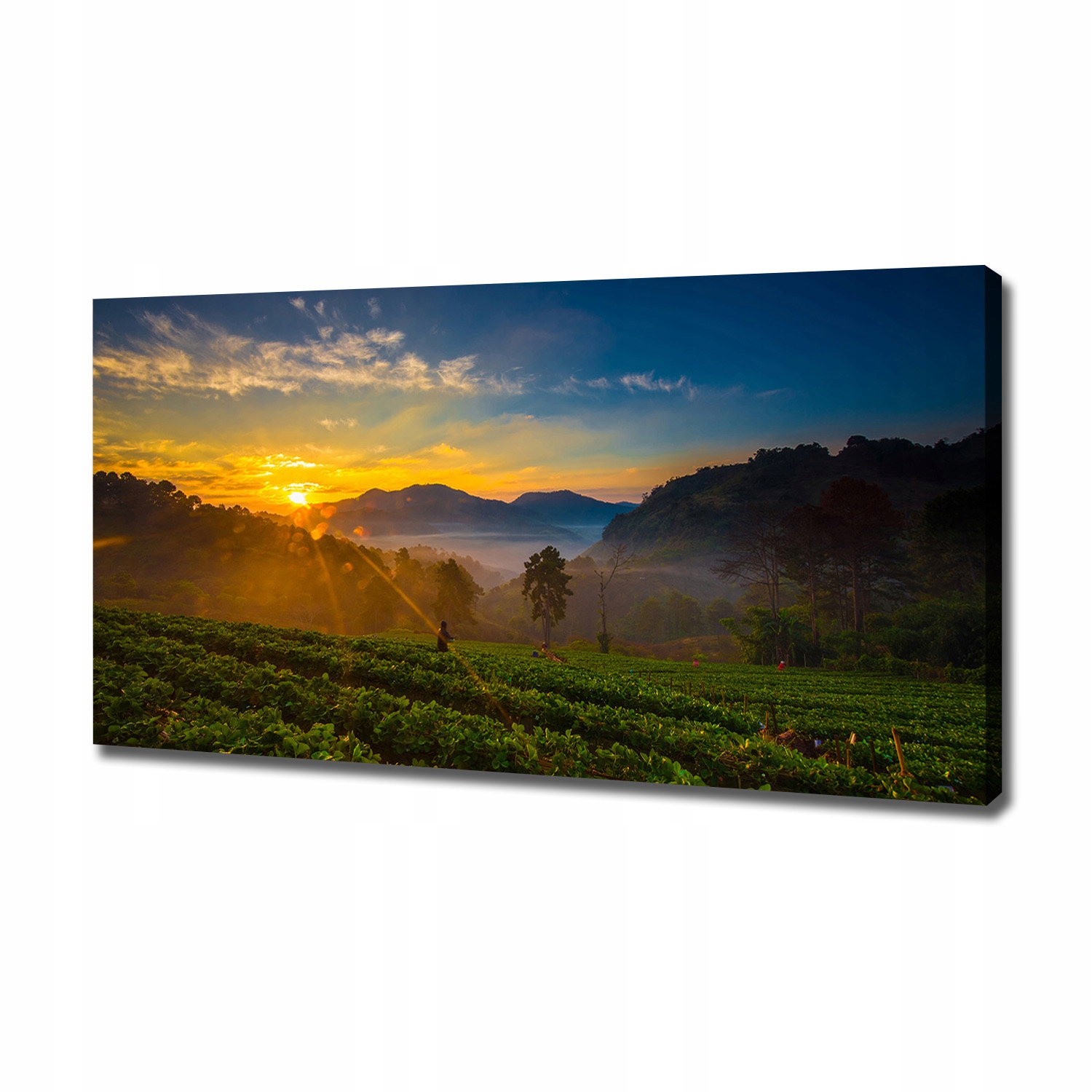 

Foto obraz na płótnie Plantacja herbaty 120x60 cm
