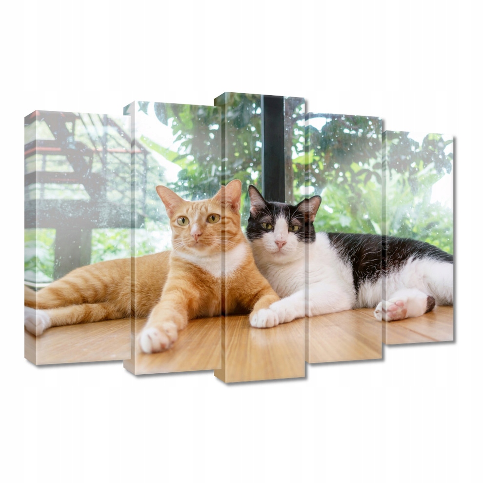 

Obrazy 70x50 Kot Kotek Koty Kicia