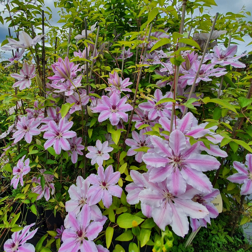 CLEMATIS WIELKOKWIATOWY NELLY MOSER powojnik 1L