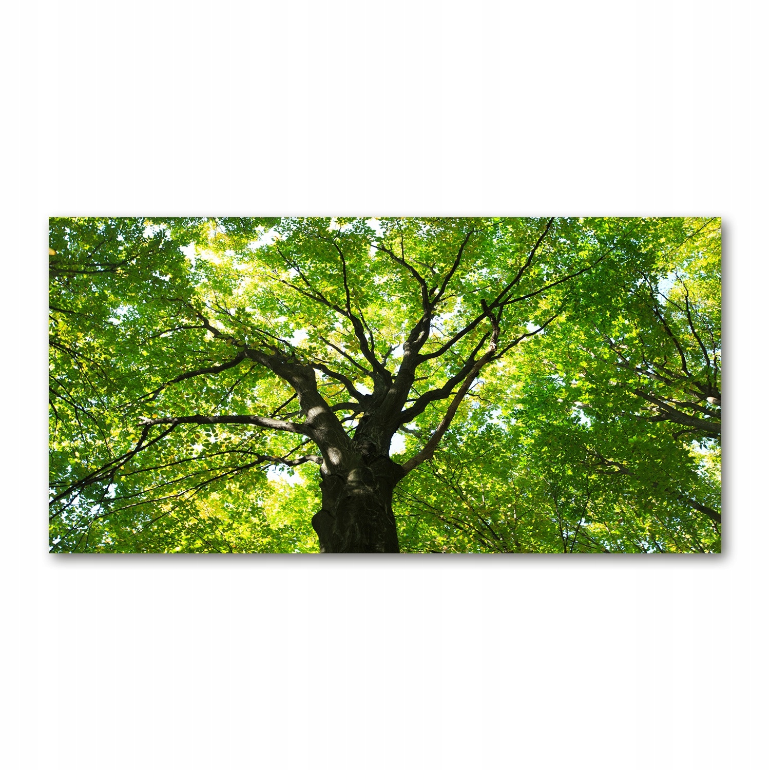 

Foto obraz akrylowy Zielony las zdjęcie 140x70 cm