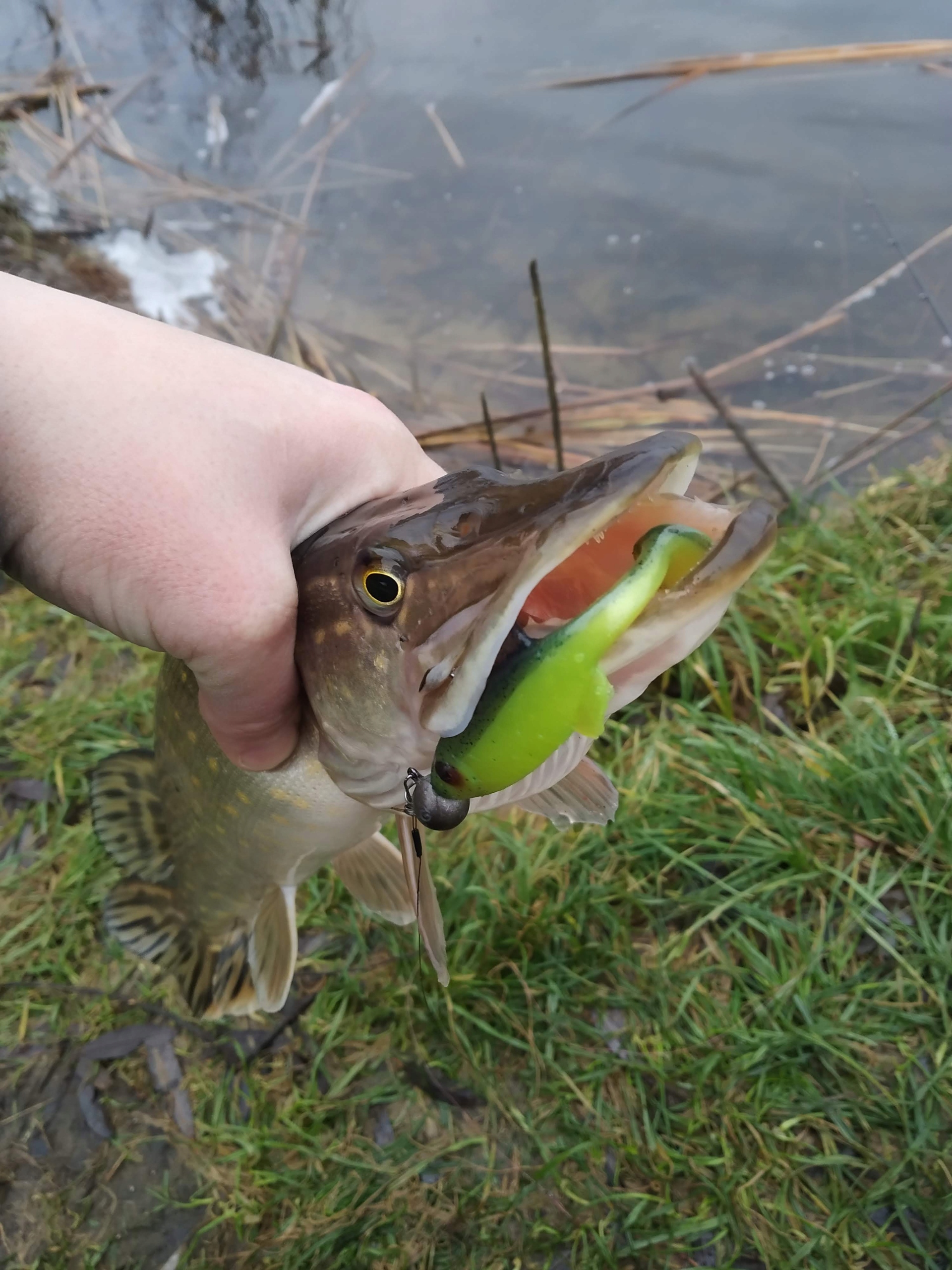 ZASTAWA BAITS - POLSKI HANDMADE - ROACH 8cm 5gr LE Kod producenta roach8