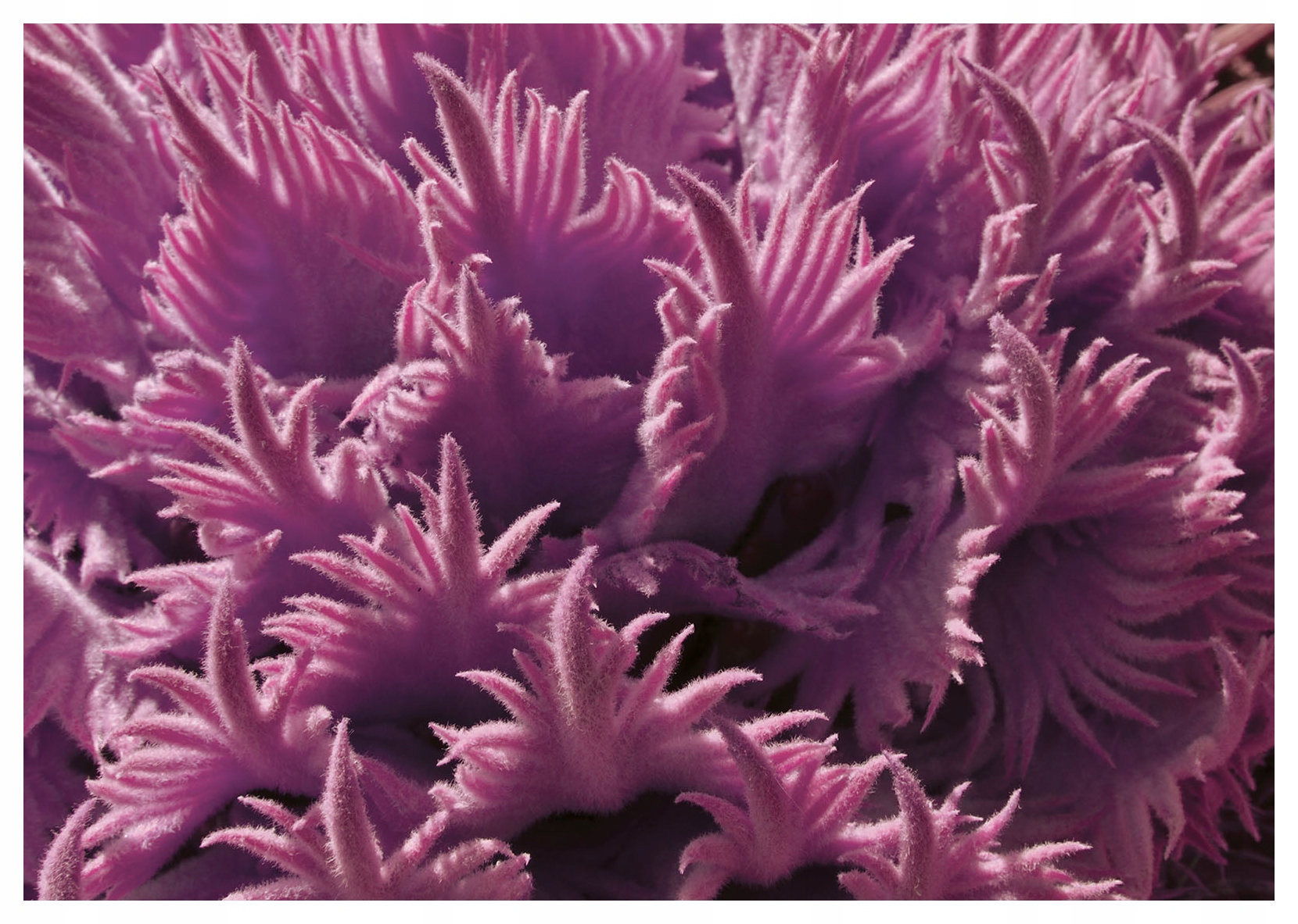 Fototapeta Morská Anemona Elegancia pokoja 368x254 vinylová lepidlo