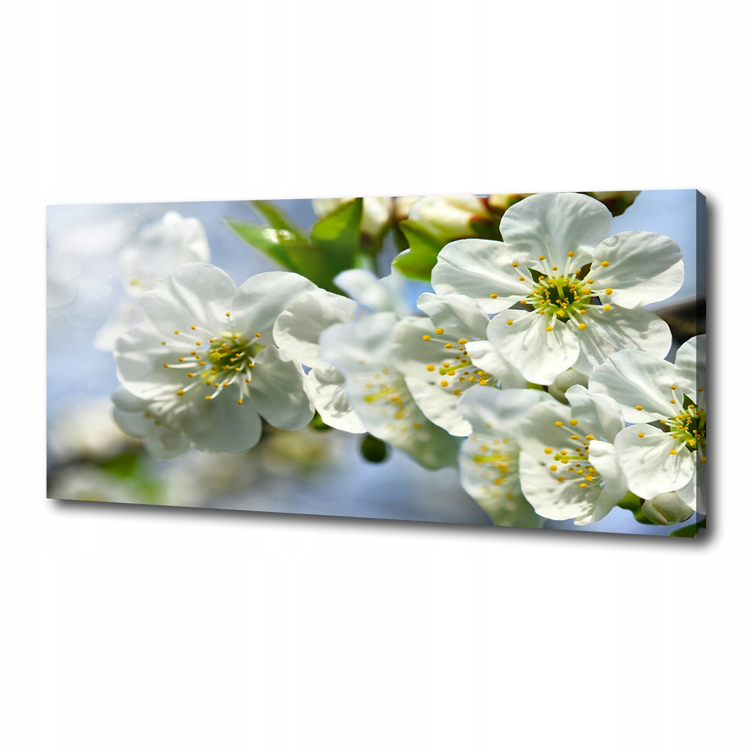 

Foto obraz canvas na ścianę Kwiat wiśni 125x50 cm