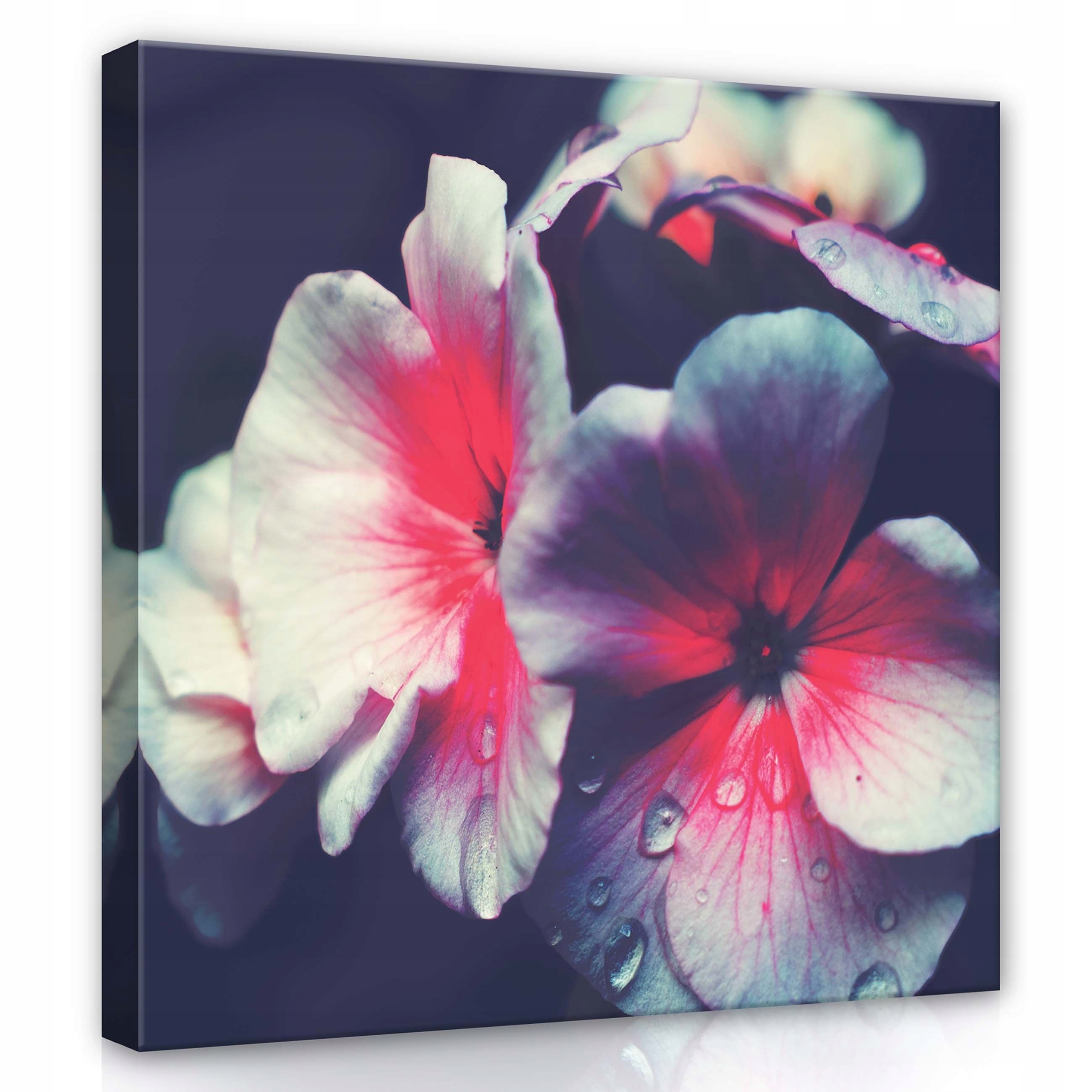 Obraz 80x80 Květiny okvětní lístky rosa makro jemnost příroda klid